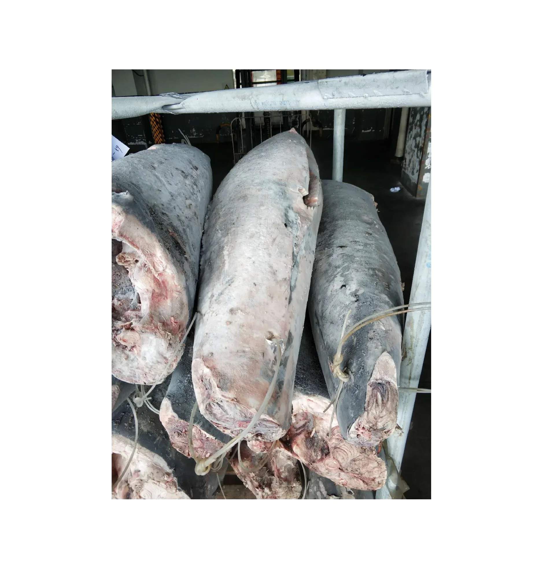 Frozen Sword Fish Headless Gutted Tail Off(xiphias Gladius) Indian Buy Hgt Frozen Sword Frozen