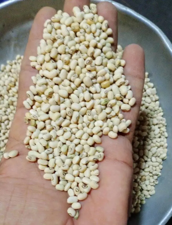 Black Eyed bean 2.jpg