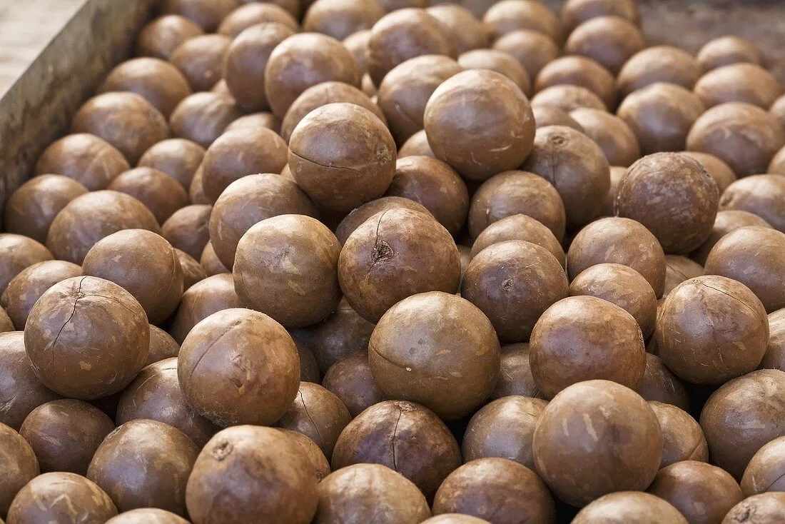 High Quality Naturally Grown Macadamia Nuts 100% Mature at Cheap Wholesale Price