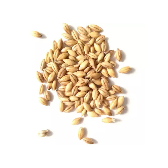 Barley Grains Premium Barley /malt Barley Buy Wholesale Good Quality