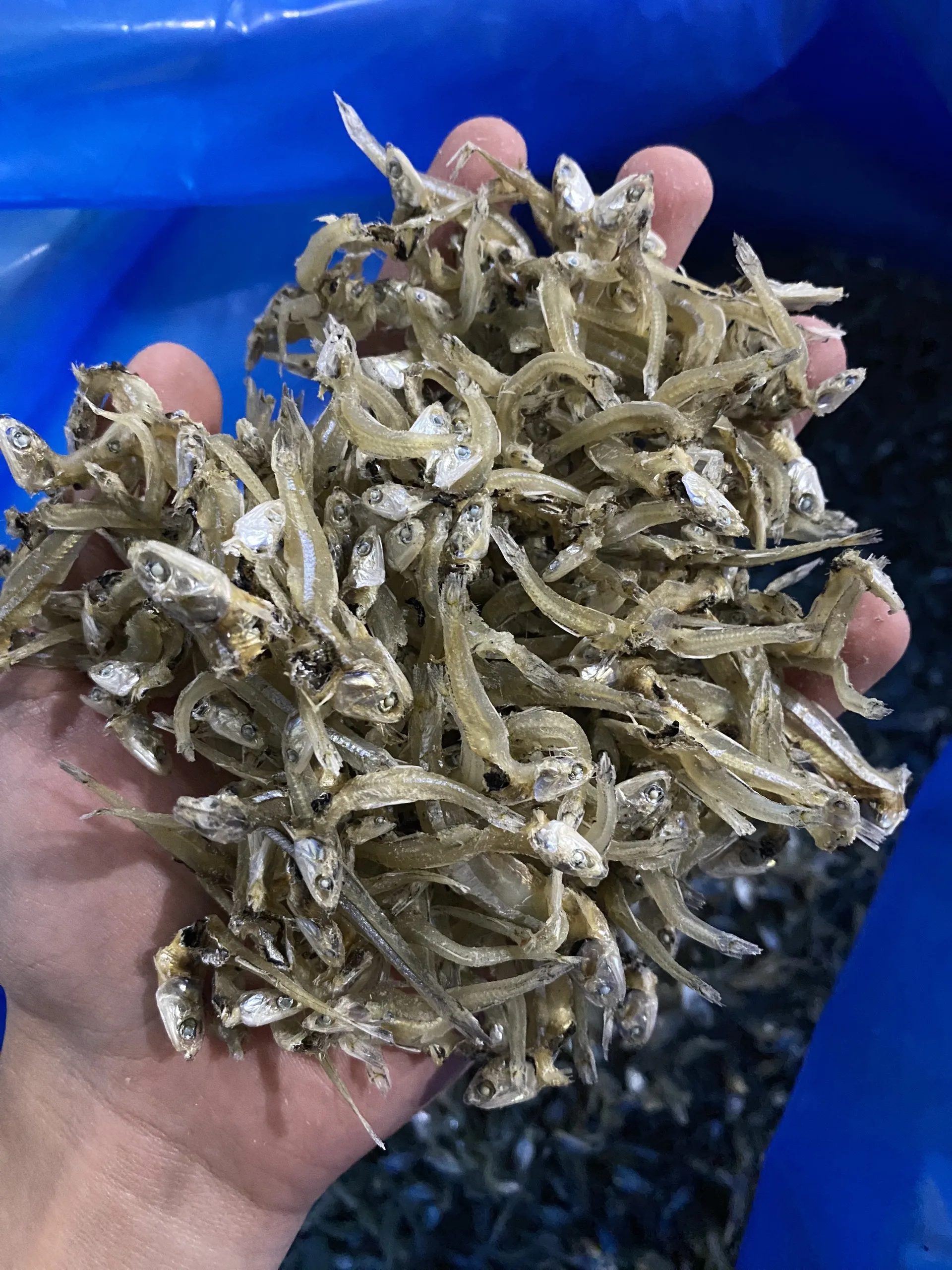 White Anchovy Variety Food Grade Quality Export Low Moq Reasonable