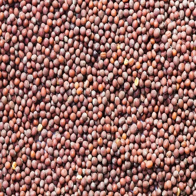 2023 Crop Bulk Selling Natural Organic Yellow Mustard Seeds Mustard