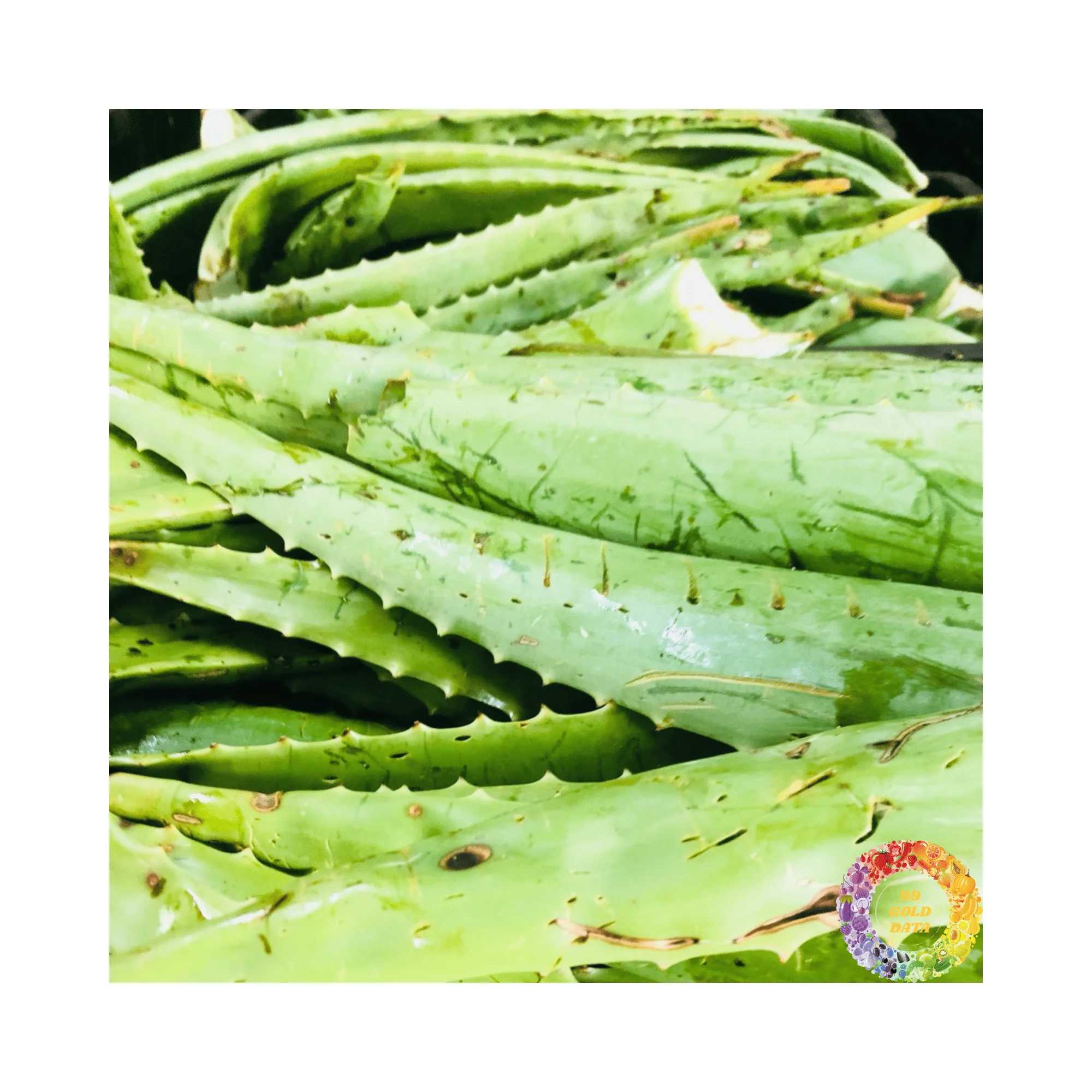 kann man aloe vera in die haare machen Aloe Vera Gel  100% Feuchtigkeit [Khlend & Pur]