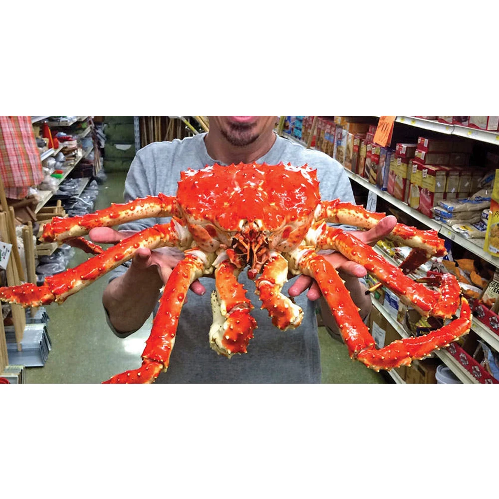 Buy King Crab Red King Crab Live And Frozen Red King Available For Sale