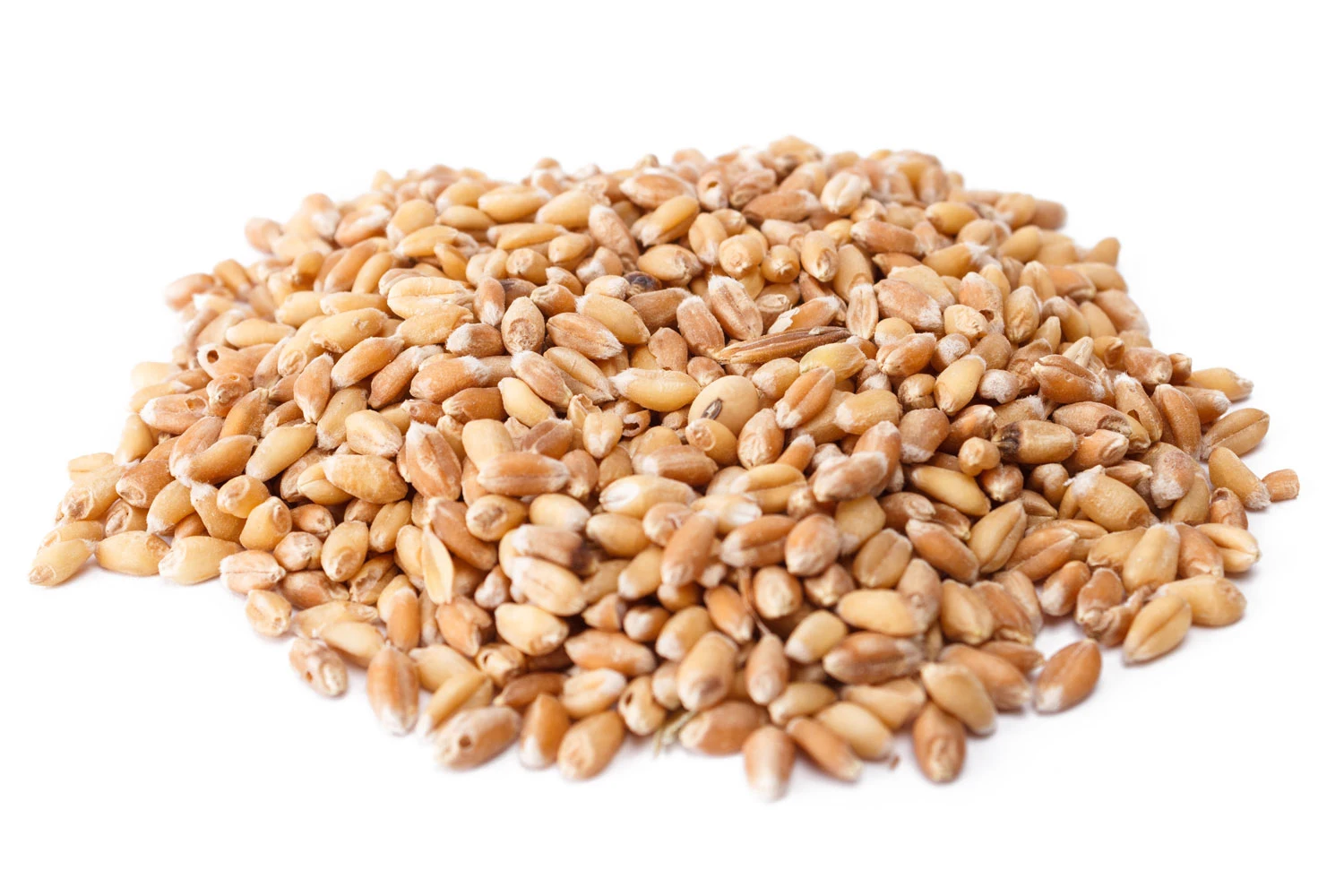 Wheat-grains.jpg