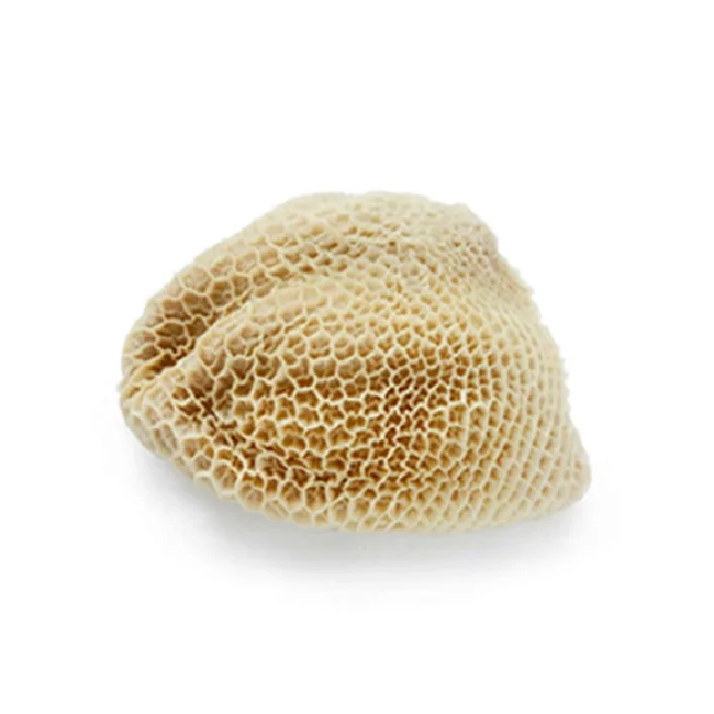 Organic Salty Beef Omasum Scalded Omasum and Beef Tripe Salted & Dried Frozen Beef Omasum