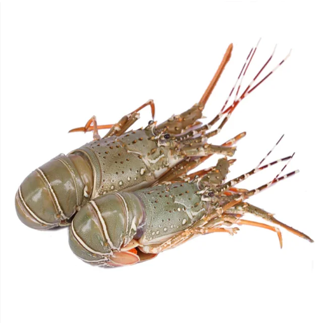 Live Lobsters/live Spiny Lobsters/live Seafood Wholesalers Bulk ...