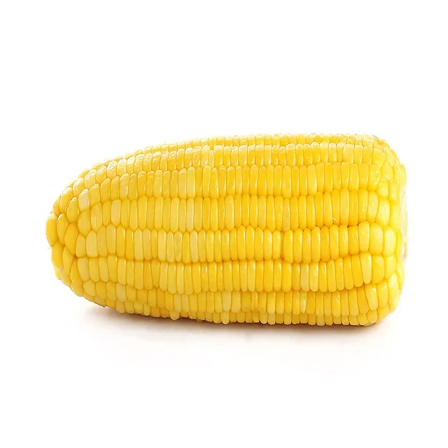 Dried Grade 2 Yellow Maize/Corn, Non-GMO, Fit for Human Consumption and Animal Feed