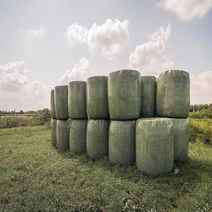 CATTLE FEED CORN SILAGE in STOCK /DRIED SILAGE PELLETS