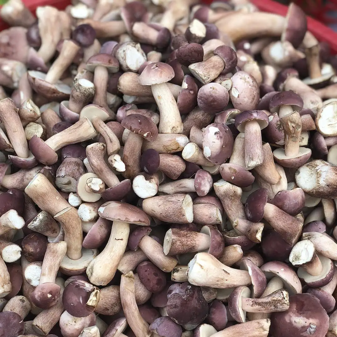 Замороженный сушеный шиитаке мелалеука гриб Tylopilus Felleus из Вьетнама сырое пищевое дополнение в упаковке