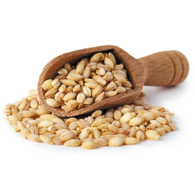 Barley Grains Premium Barley Seeds/animal Feed Barley/bulk Barley