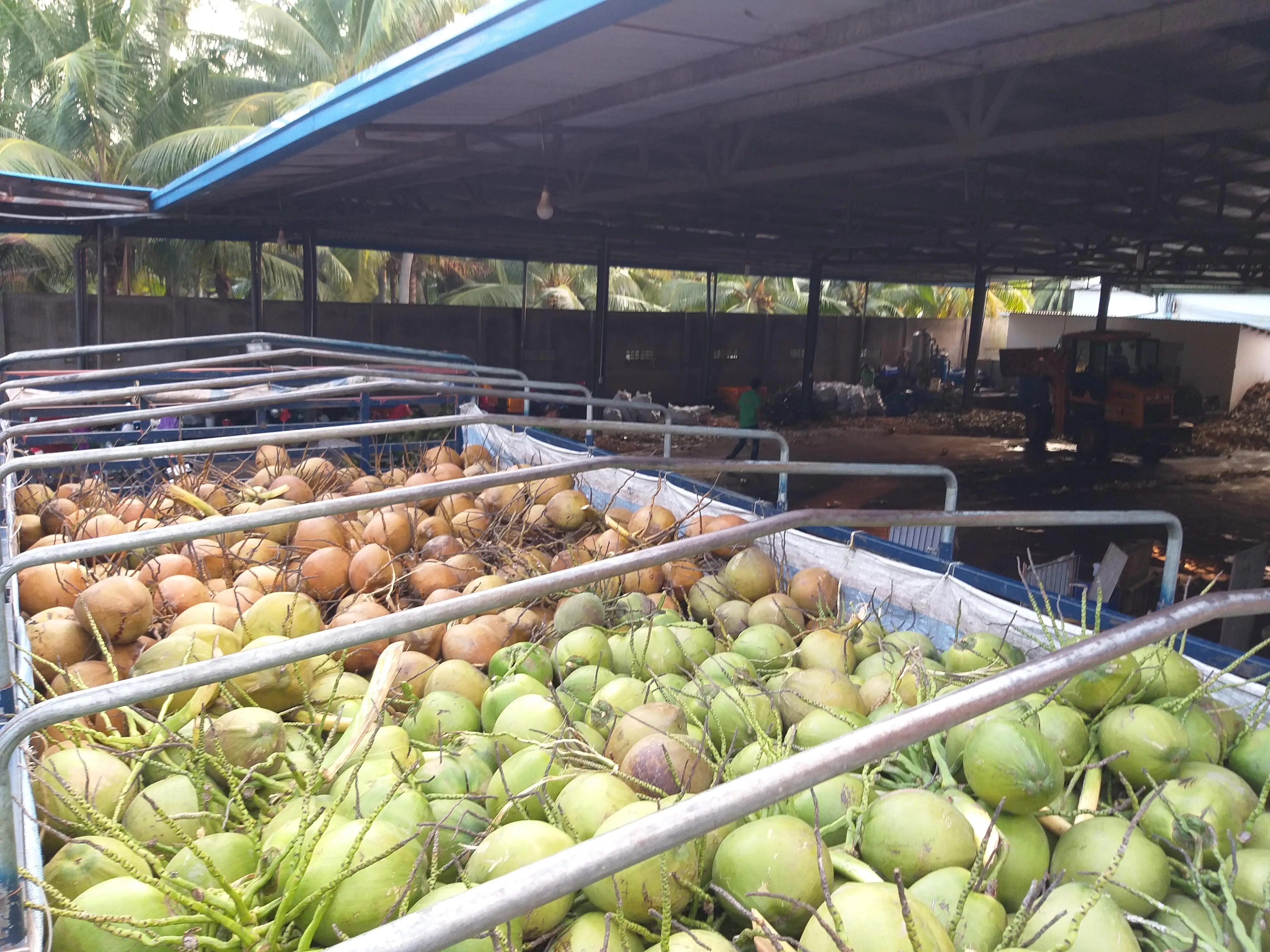 Fresh Young Coconut Fresh Young Green Coconut Origin In Vietnam 2022 High Export Standard 1967