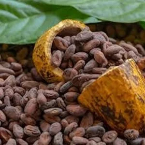 BEST SELLING COCOA BEANS WHOLESALE SUPPLY/ CHEAP COCOA BEANS
