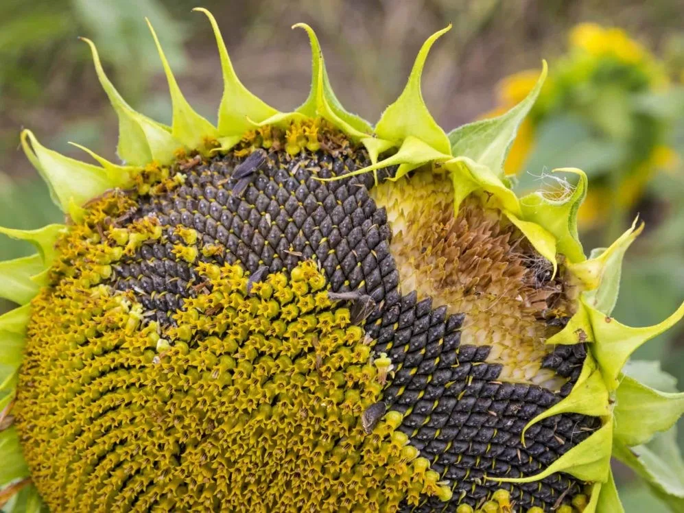 sunflower seed1.jpg
