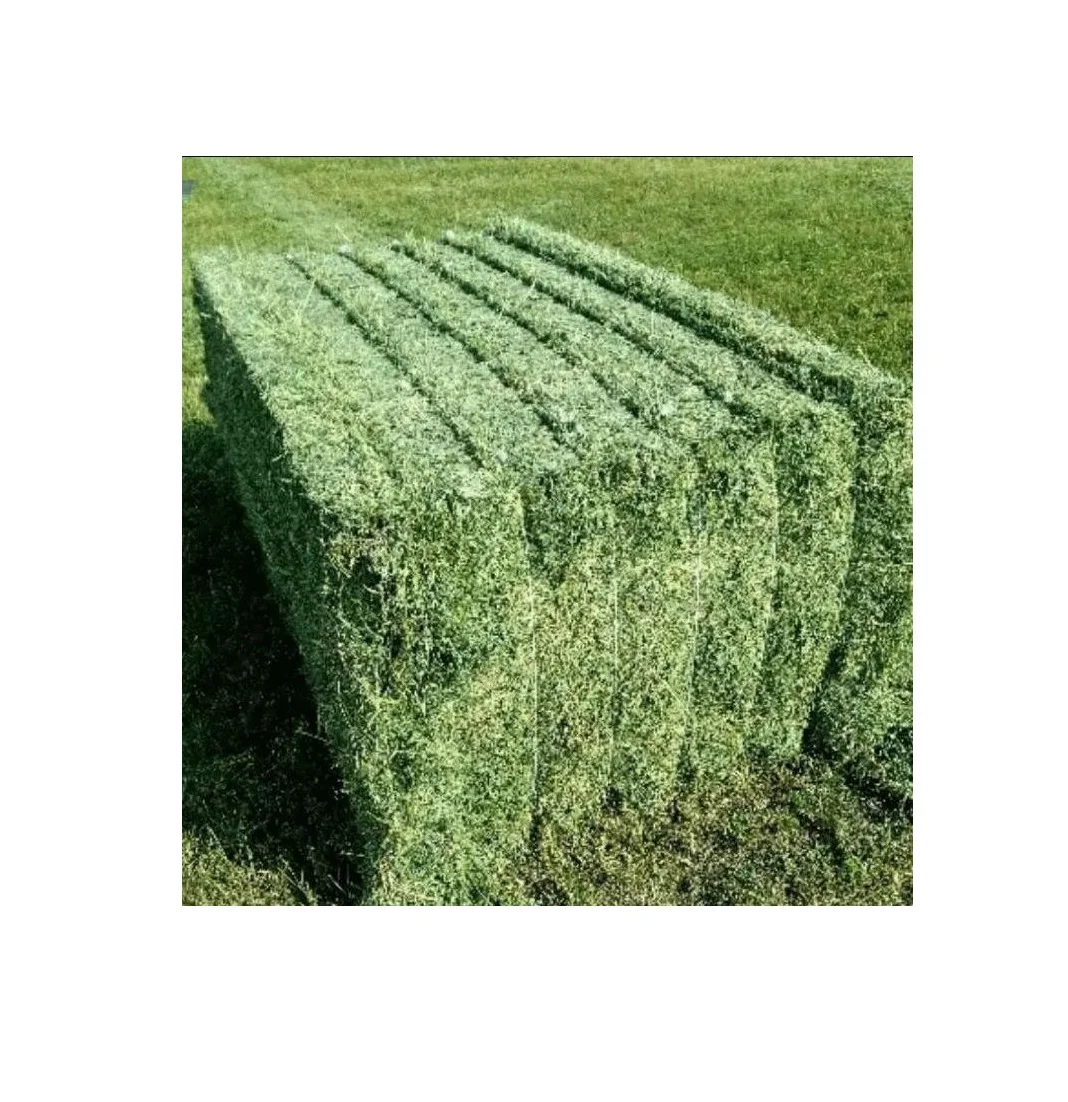 Natural Cattle Alfalfa Hay Animal Feed For Sale Buy Alfalfa Hay,Bulk