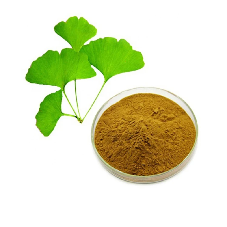 Semen Ginkgo Seed Ginkgo Biloba Extract Granular Extract Powder Ginkgo