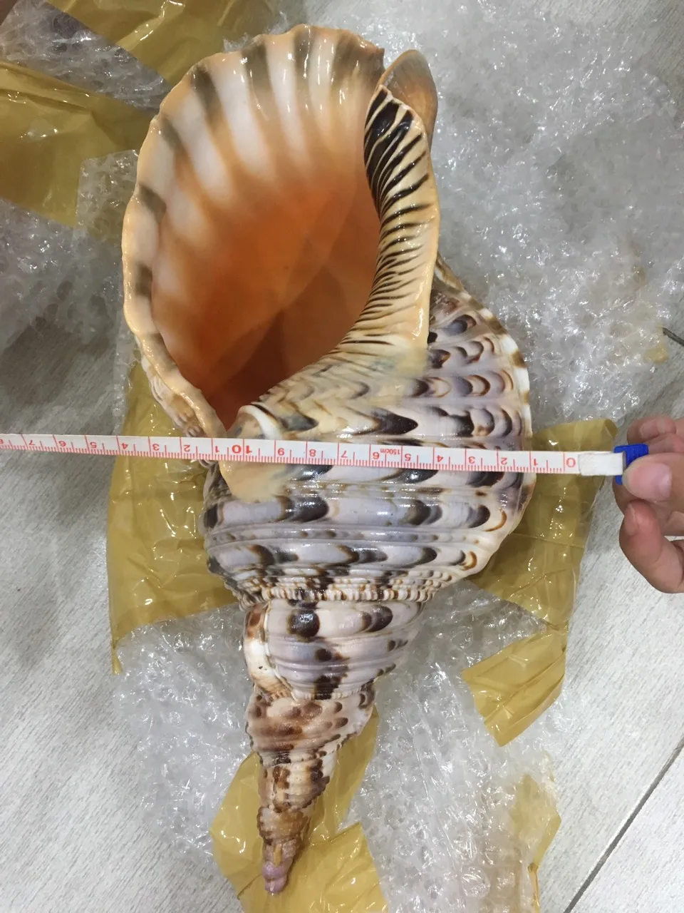 Large Size Trumpet Seashells Triton Seashell Conch Shells Natural Sea ...