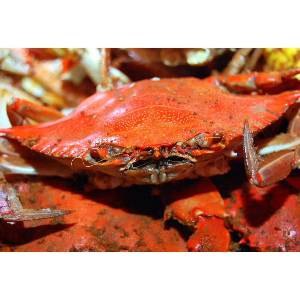 Buy King Crab Red King Crab Live And Frozen Red King Available For Sale