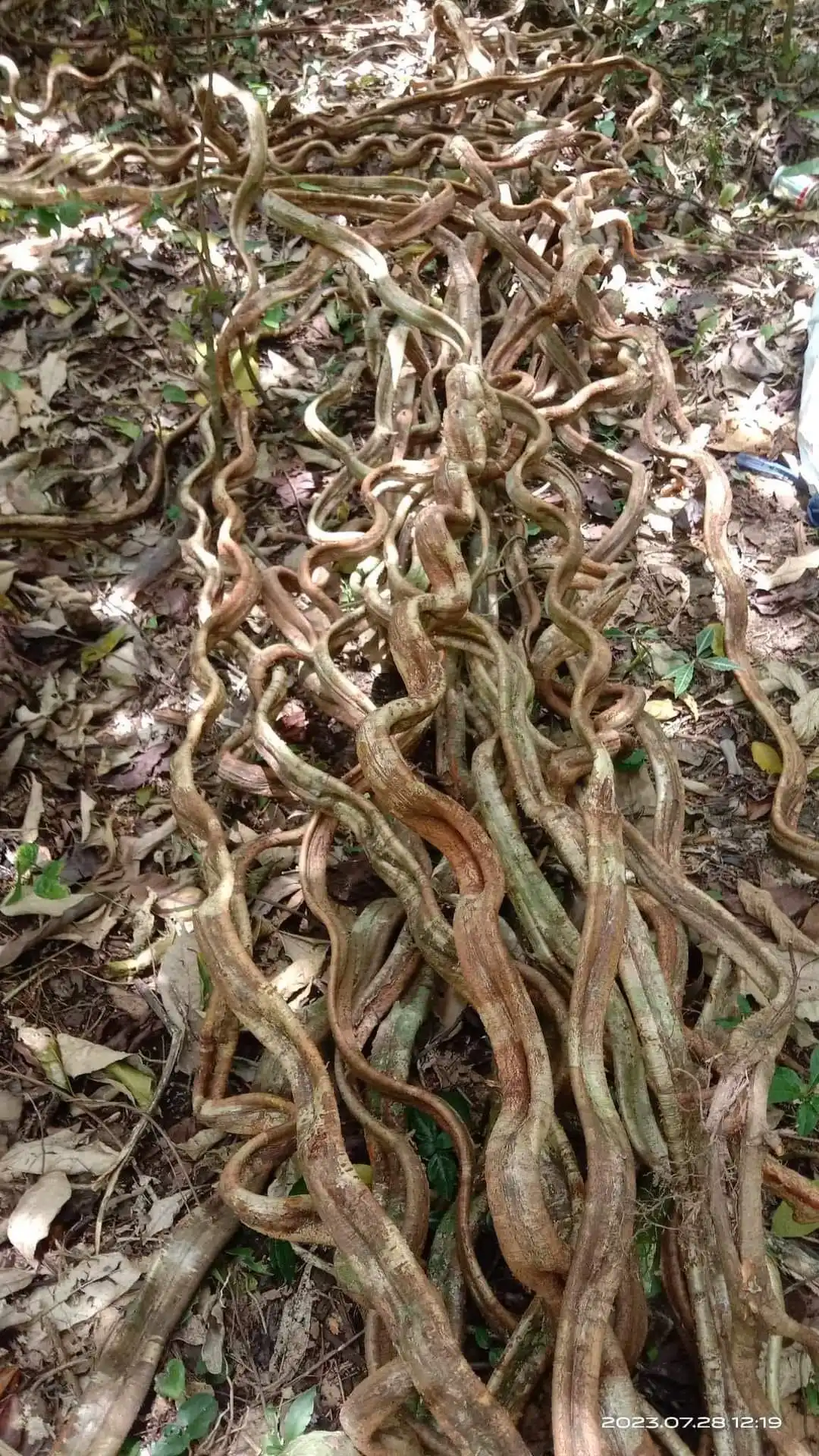 Blue Lotus Farm Hot Product Decorative Twisted Forest Rope Climbing Vines for Sale Rope Limbs and Entwines Oak Tree Liana