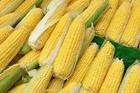 Fresh Organic Dried Glutinous Yellow Corn Maize High Quality Sweet Corn Seed Bulk in 50kg Packaging Bags