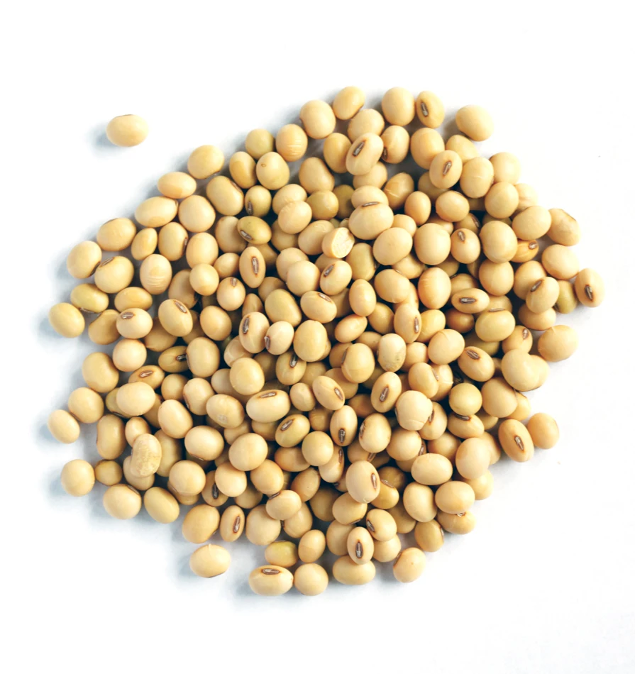 2023 Soybeans Soybeans High Quality Non Gmo Yellow Dry Soybean Seed