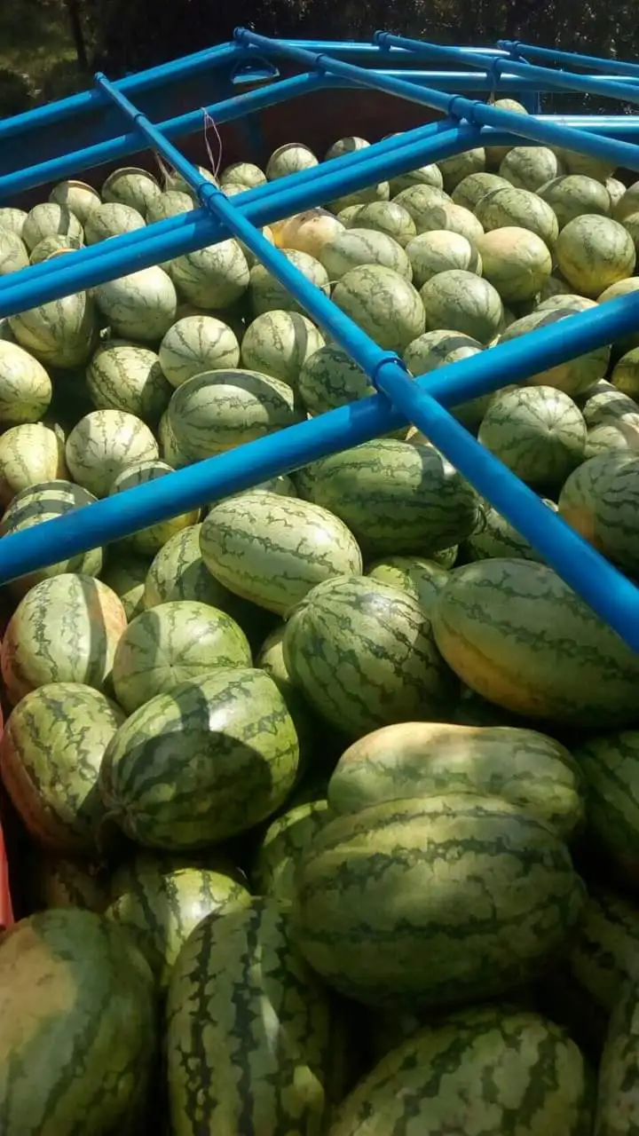 Fresh Sweet Watermelon,Seedless Watermelon For Sale,Wholesale