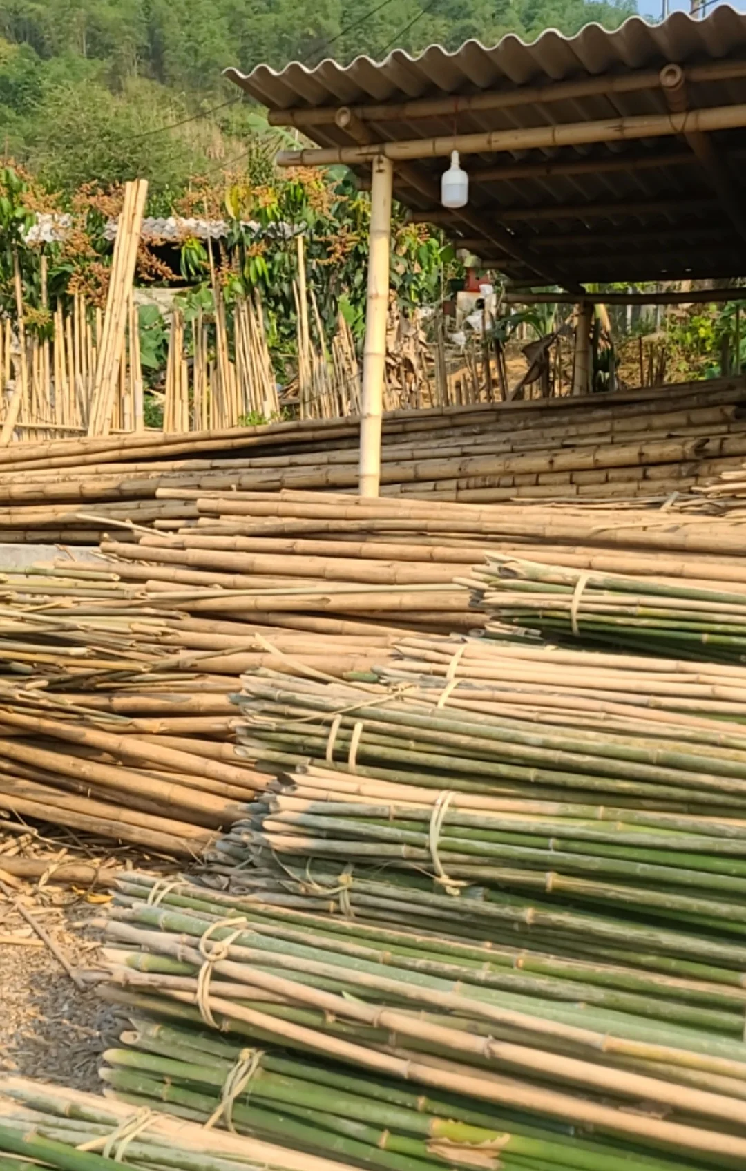 Raw bamboo stick – Demanet International