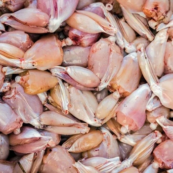 Supplier Of Best Quality Frozen Frog Legs For Sale In Cheap Price - Buy