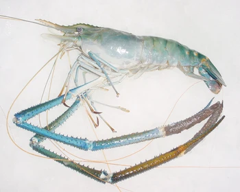 Fresh Water Frozen Prawn - Buy Wild Caught Frozen Prawn,Myanmar Fresh ...