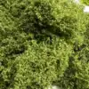 Vert foncé 30g