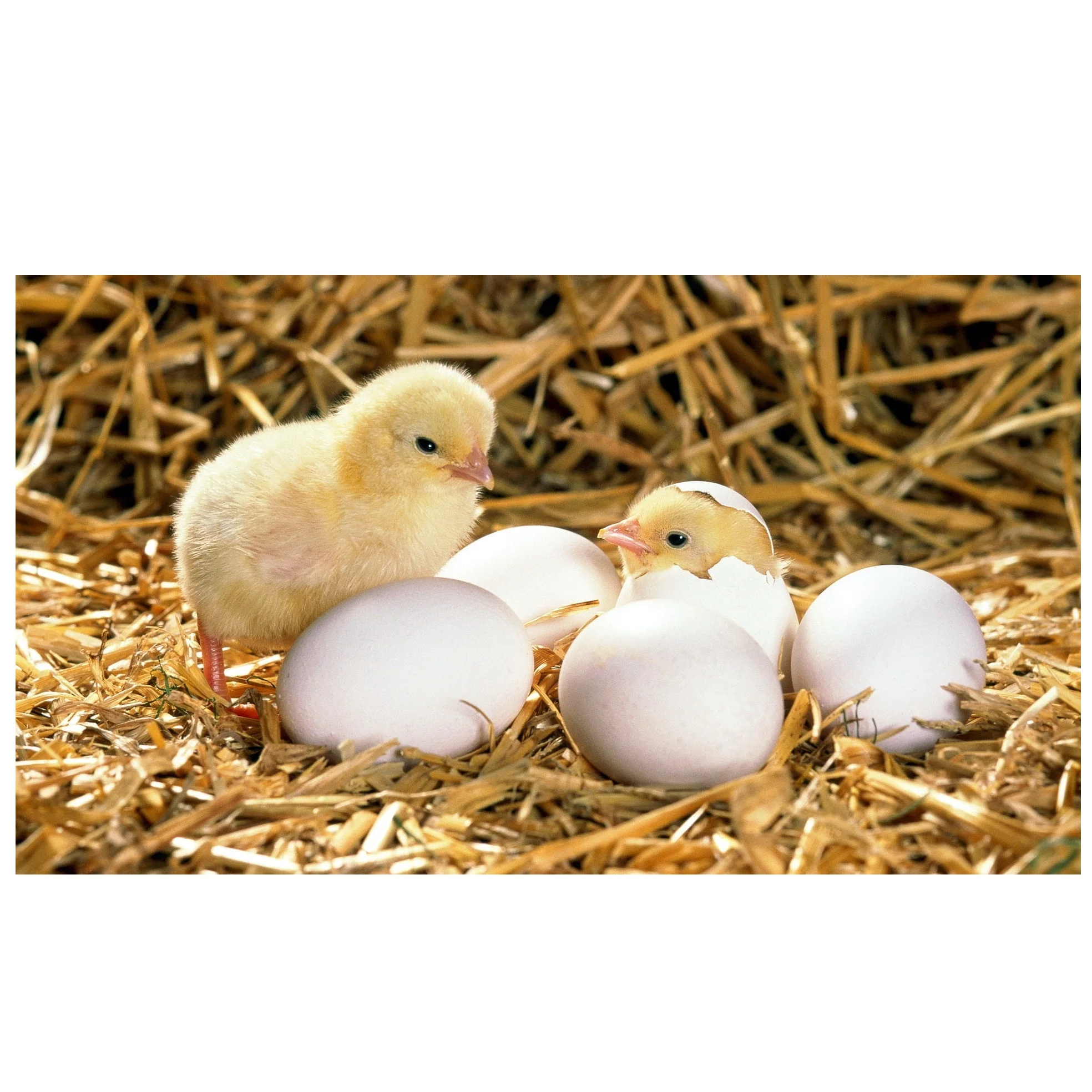 Fresh Chicken Table Eggs & Fertilized Hatching Eggs Buy Fertile