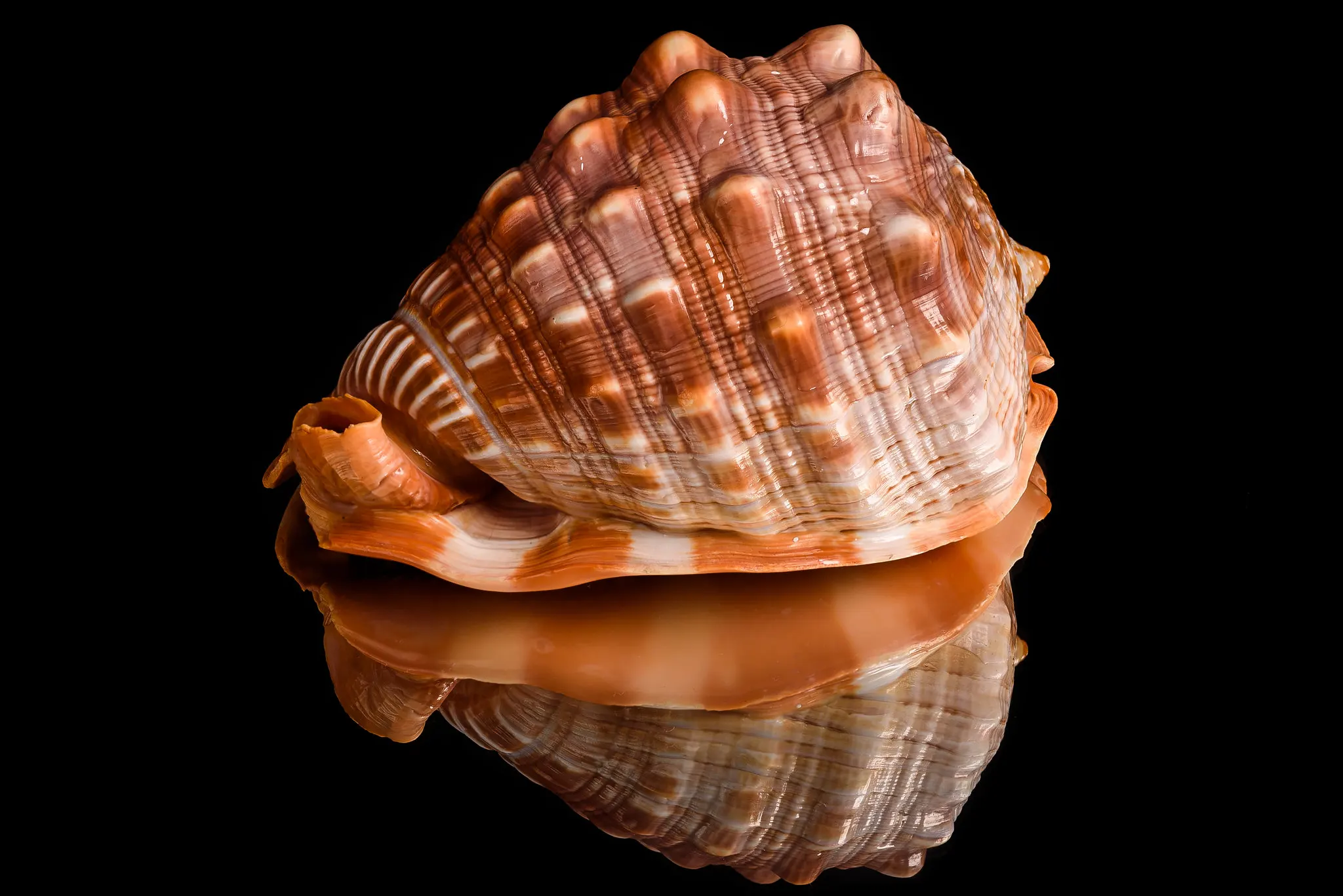 白色背景中的白海螺贝壳图像. 海底动物. 海壳 库存照片. 图片 包括有 海岸, 背包, 的方, 海扇壳 - 253241878