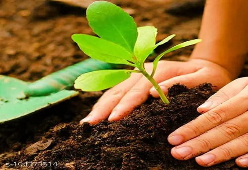 Best Deal 2024 Coco Fibre Mulch Mat 8 Inch Coconut Coir Fibre