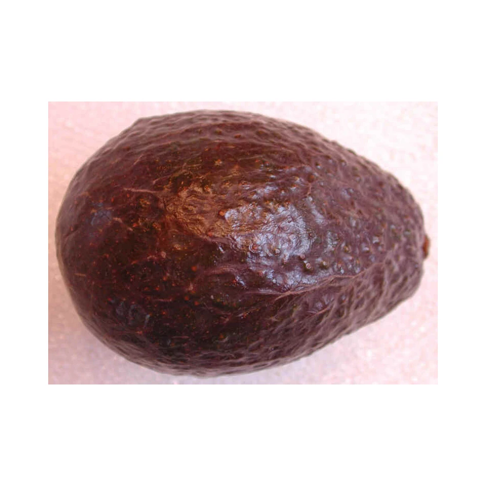 Fresh Avocado Exported Green Tropical Dark Sweet Style Packing Gap ...