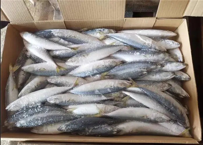 Horse Mackerel Fish Big Eye Mackerel Fish Japanese Horse Mackerel