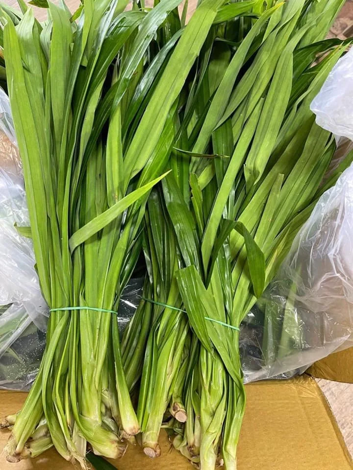 Tw6 Fresh Pandanus Leaves Frozen Pandanus Leaves 0084971886886 Buy Fresh Pandanus Leaves