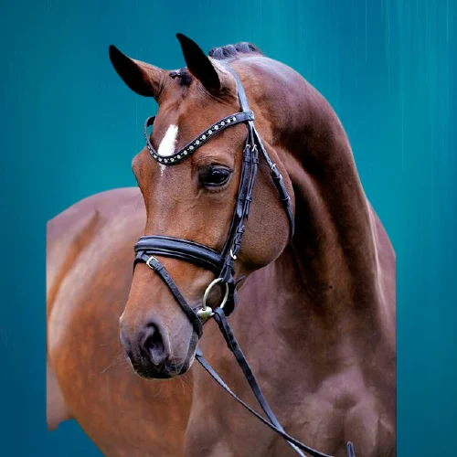 IMPERIAL RIDING Horse Bridle High Quality Full Size Horse Bridle