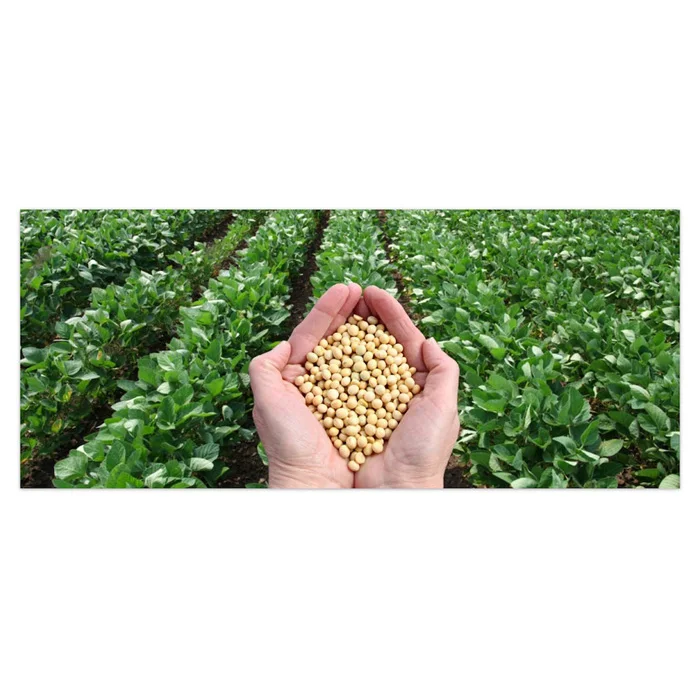 Factory Wholesale Organic Soybeans Non Gmo Soy Top Grade Yellow