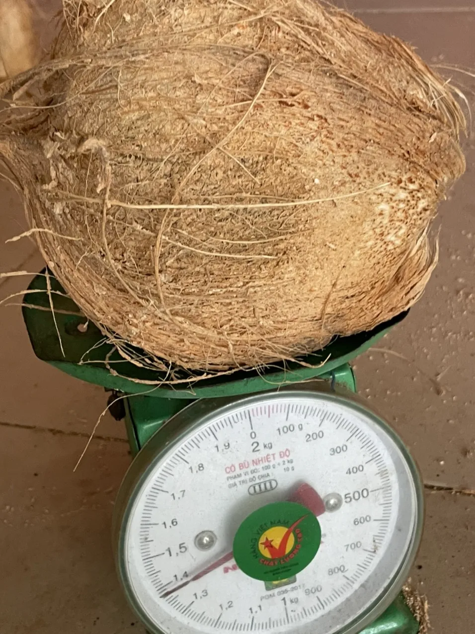 Fresh Young Coconut Vietnam Green Premium White Tropical Shell Sweet Style Packing Organic Pcs