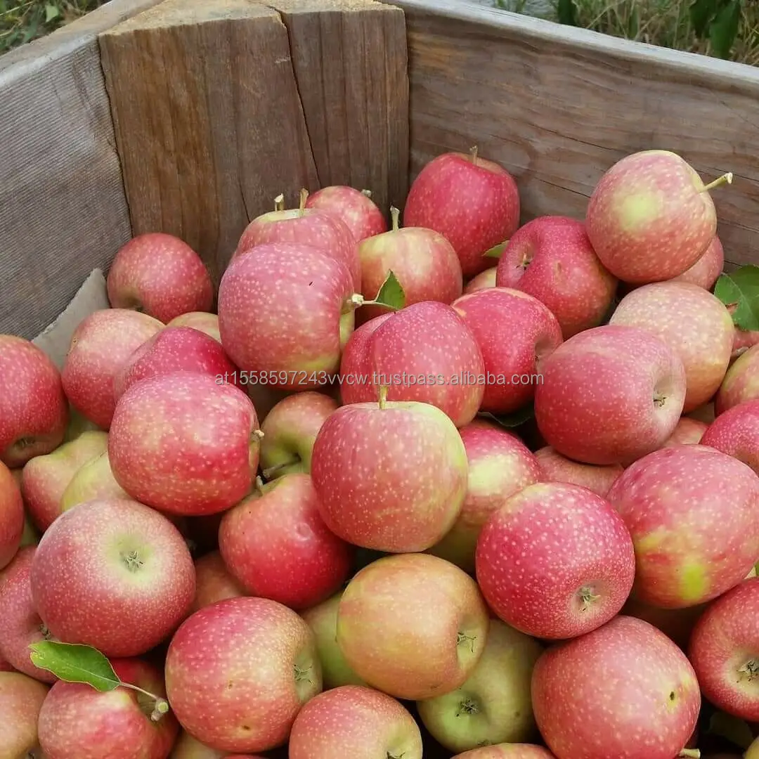 Pink Lady apple 2.jpg