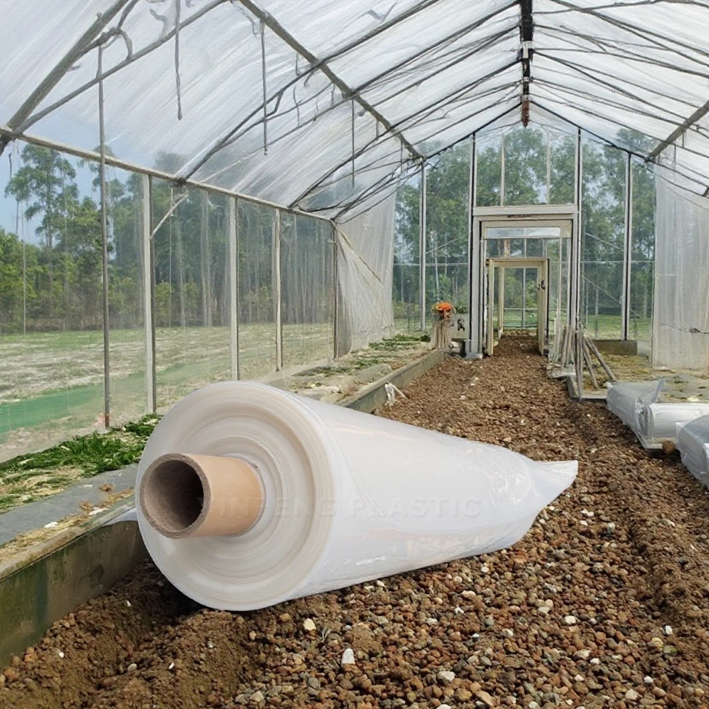 INFUNPLASTIC 150 Micron UV5 PE Greenhouse Film Agricultural Plastic Cover Roll