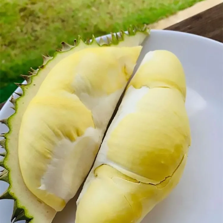 Fresh Durian Fruit For Sale High Specification Natural Using For Food