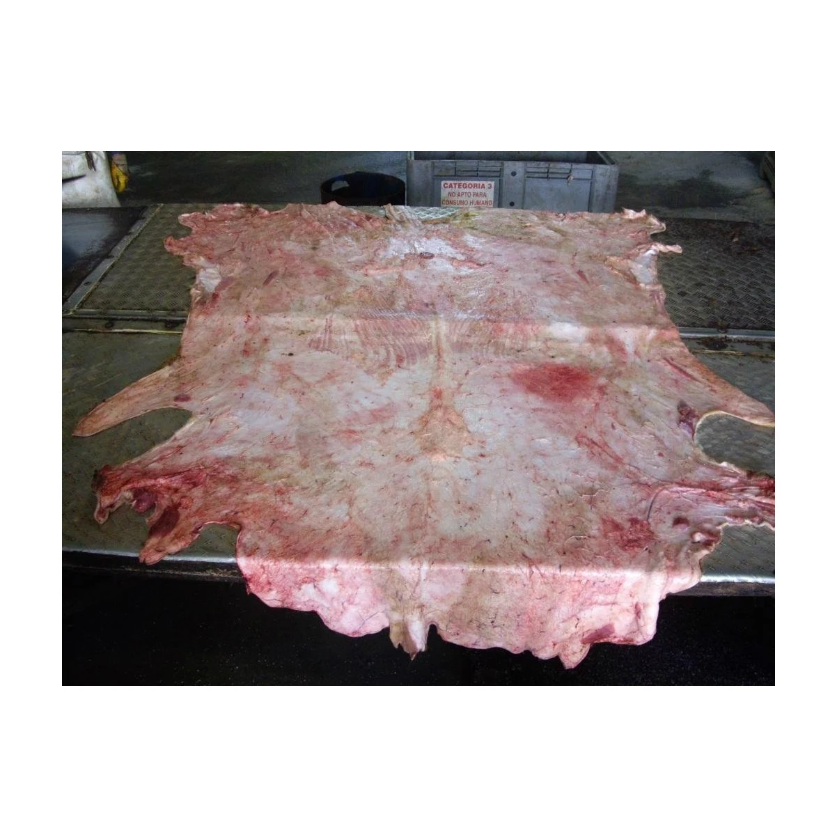 Cow Heads And Animal Skins For Low Prices Cowhide Wet Salted Cow Head