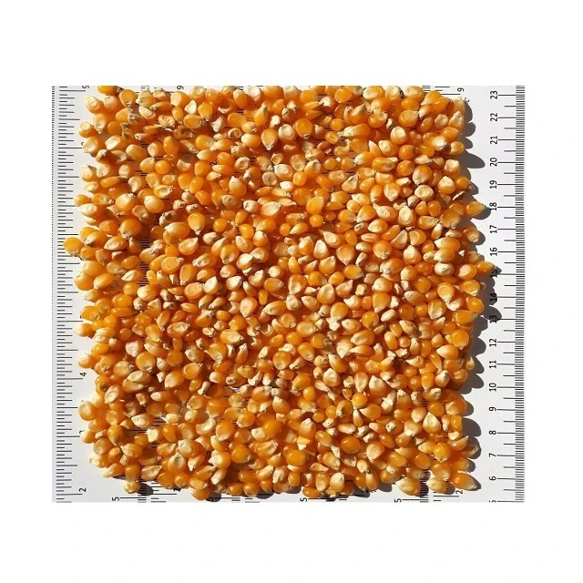 Dry Yellow Maize Corn for Animal Feed & Human Consumption /Top Selling Non GMO Yellow Maize/Corn in Stock