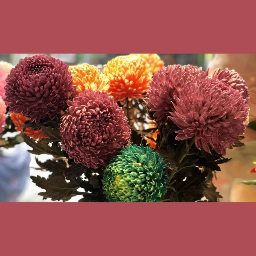 Peony Chrysanthemum Celebrating The Harmonious Union Of Two Iconic