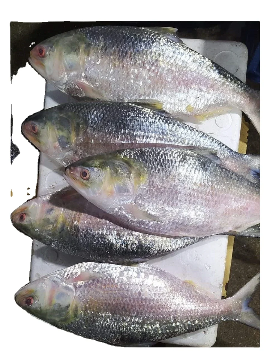 Frozen Fish Fresh Tilapia Supplier Block Bulk Style Packaging Package ...