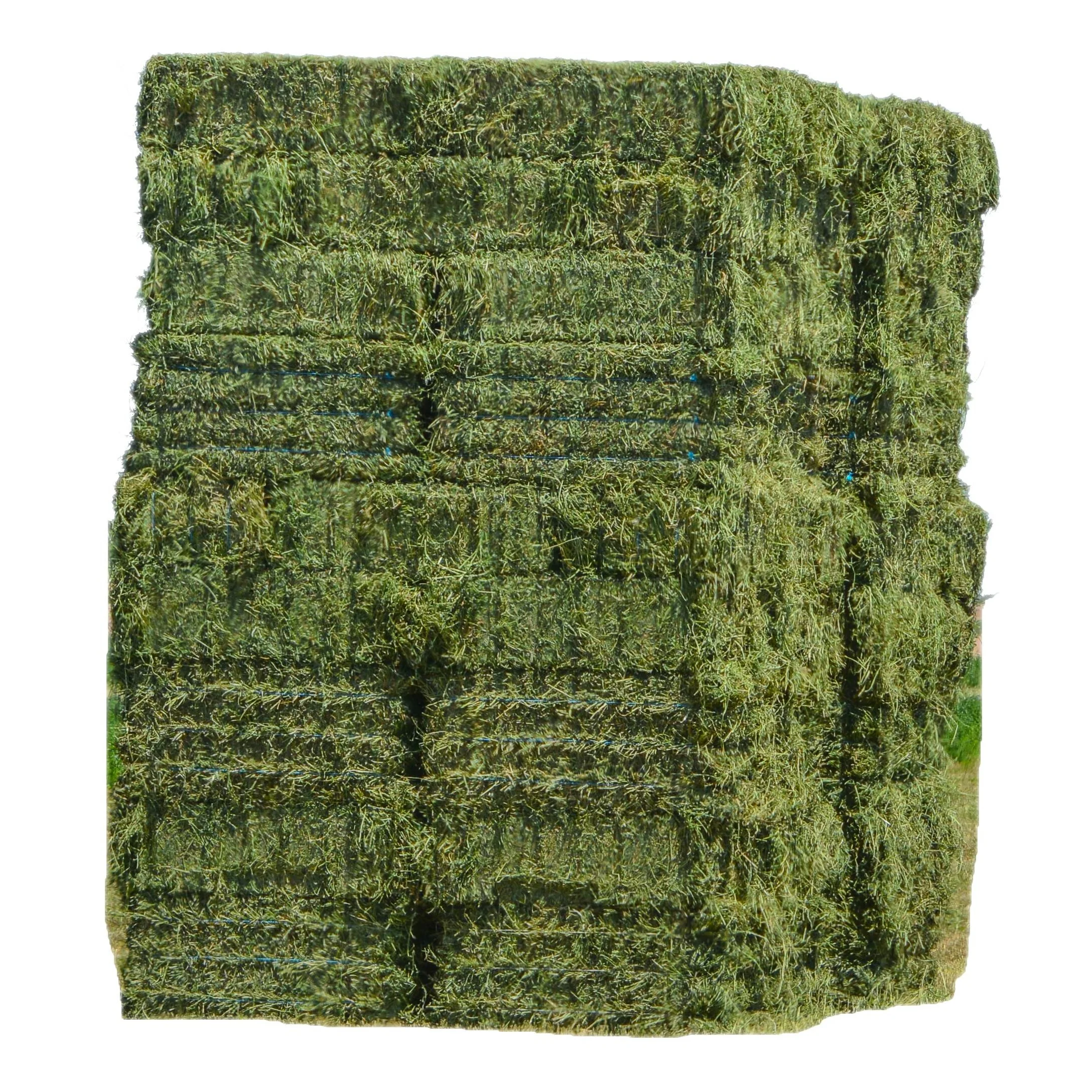 Natural Cattle Alfalfa Hay Animal Feed For Sale Buy Alfalfa Hay For