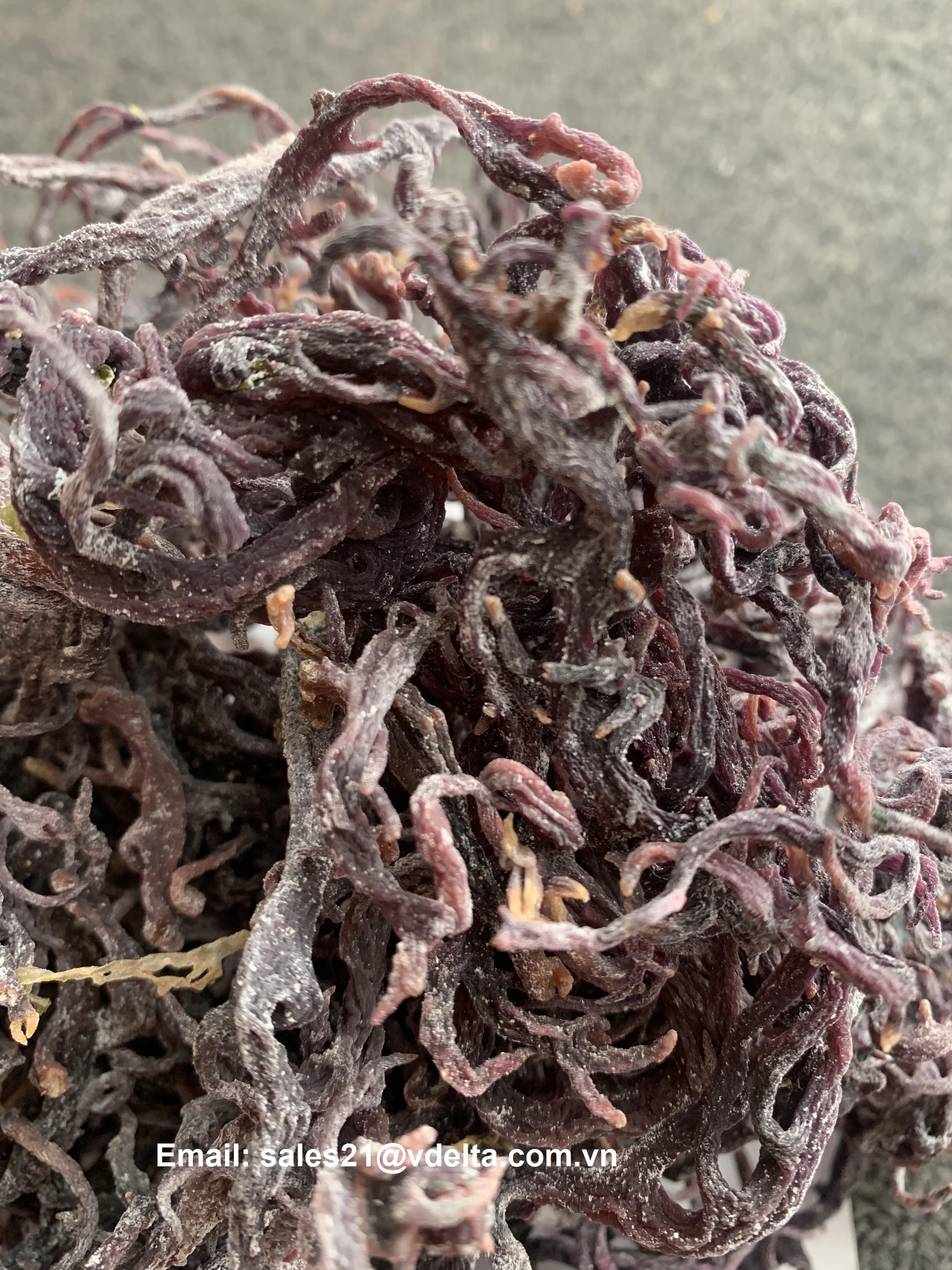 Best Quality - Dried Sea Moss - Raw Gold,Purple Sea Moss - 100% Irish ...