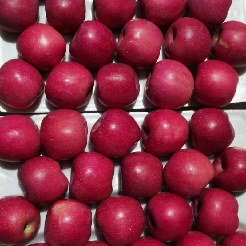 Wholesale Price Apple Fruit Organic Sweet Fresh Red Fuji Apple