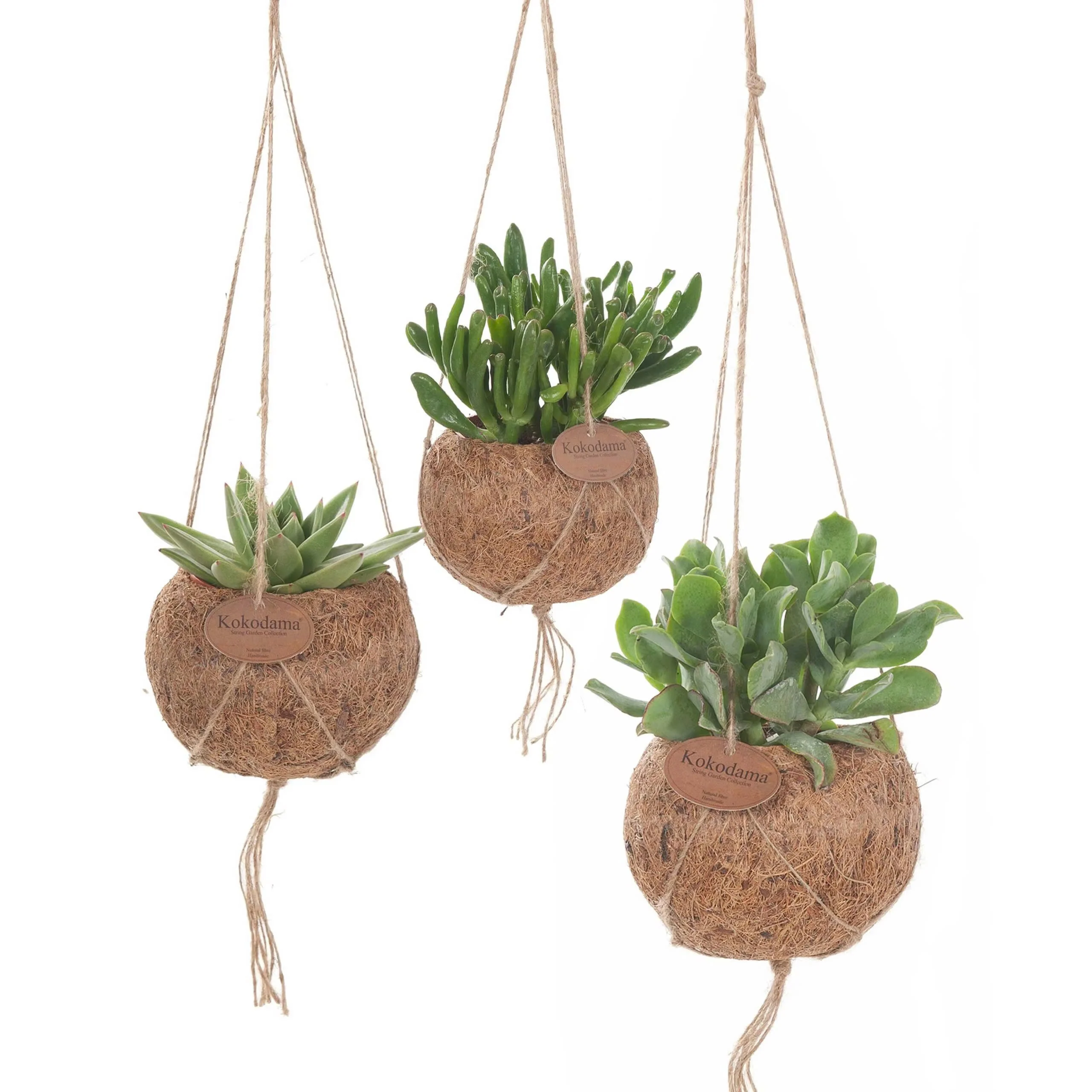 Fioriera per bassotto, grazioso vaso per piante a forma di cane, vaso per fiori per decorazione da giardino, contenitore per piante a forma di cane, per interni/esterni, fioriera per fiori da giardino